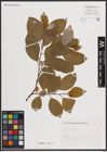 Foto von Salix caprea L.